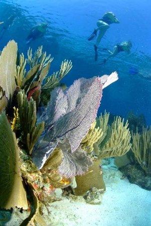 Snorkel Tour Belize